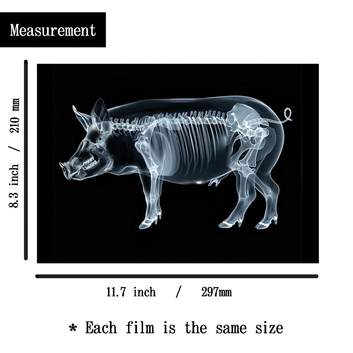 Animal X-Ray Set, Educational Science Kit, Light Table Accessory for Children (Farm Animals)