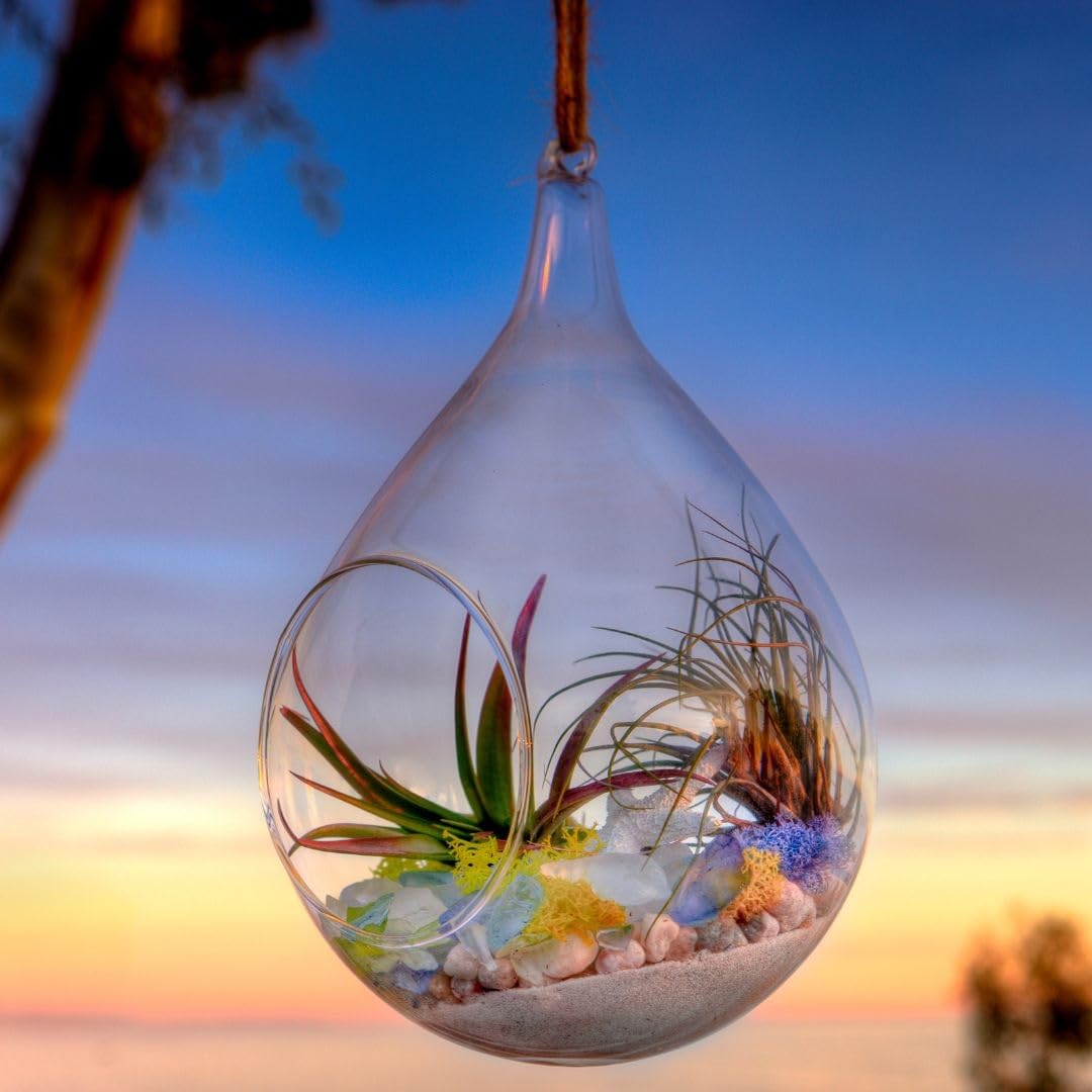SuperMoss (90420) Beach Terrarium DIY Kit – Create Stunning Nature-Inspired Mini Gardens – Perfect for Home Decor, Office Gifts, and Plant Lovers, Appx 8 Oz
