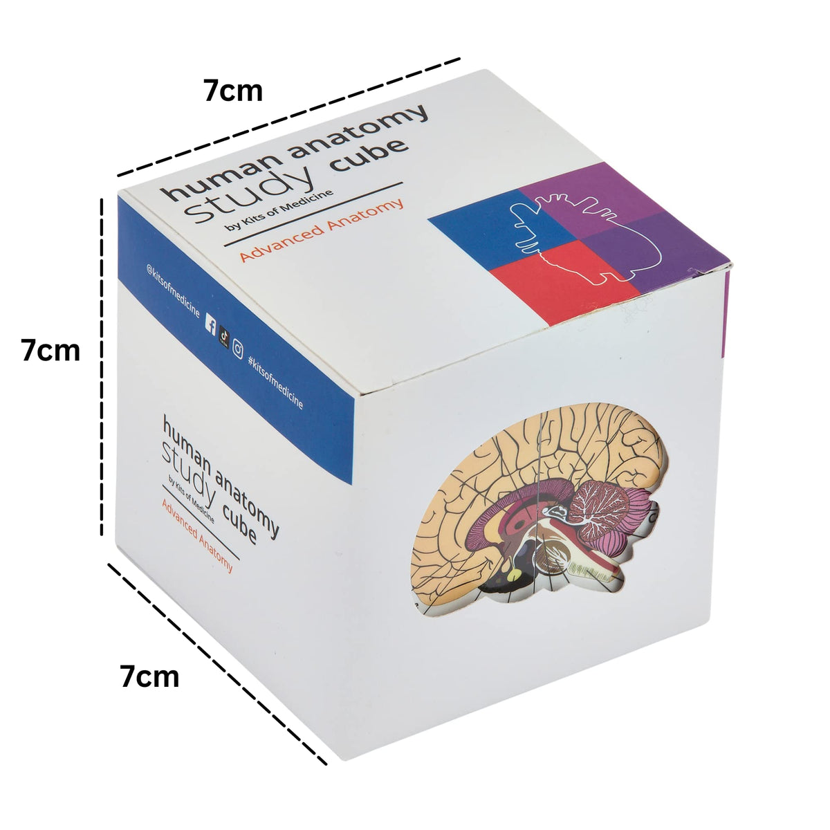 Human Anatomy Study Cube | Study 9 Parts of The Human Body | Perfect Anatomy Revision Guide | Addictive Anatomy Model Cube | Great Gift for Nurse, Dentist, Medical Students