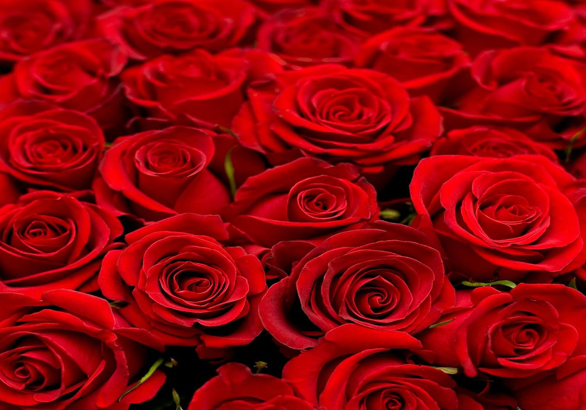SHDASMIL 6X6ft Bright Red Roses Close Up Backdrop Fresh Floral Bouquet Background for Valentines Day Wedding Party