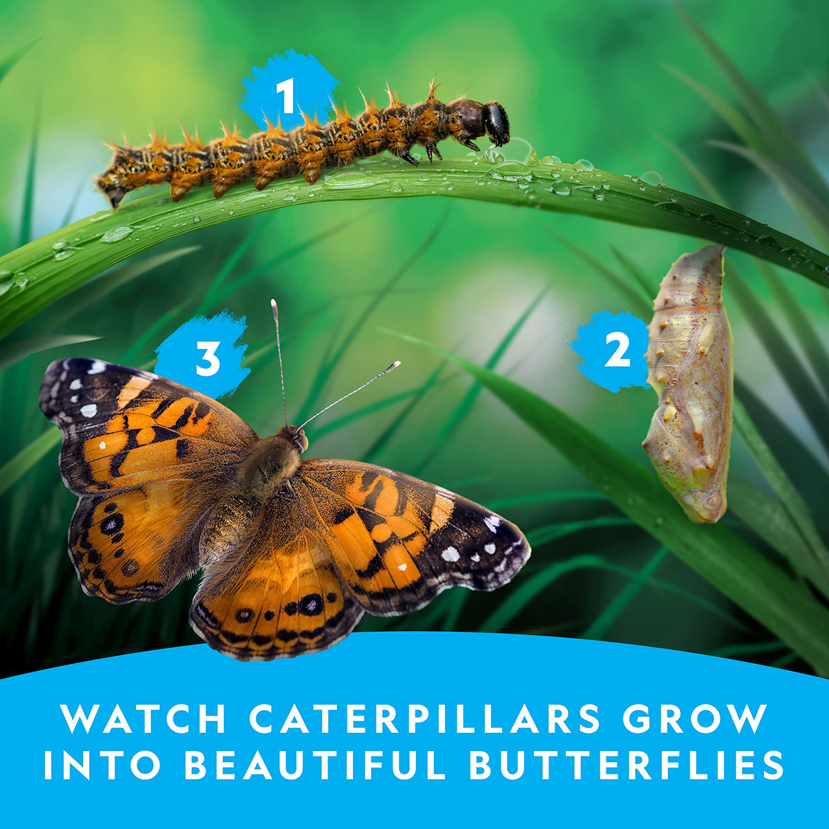 National Geographic Butterfly Growing Kit - Butterfly Habitat Kit with Voucher to Redeem 5 Caterpillars (S&H Not Included), Butterfly Cage, Feeder (Amazon Exclusive)
