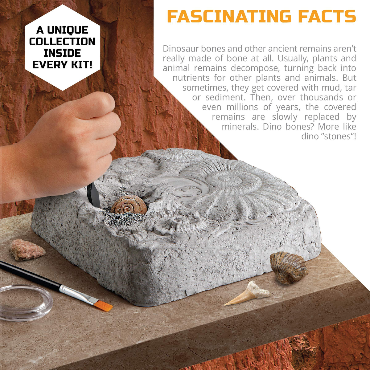 Discovery Colossal Fossil Dig Set, 15-Piece Archeology Excavation Kit, Uncover Real Shark Teeth and More, STEM Toys for Boys and Girls