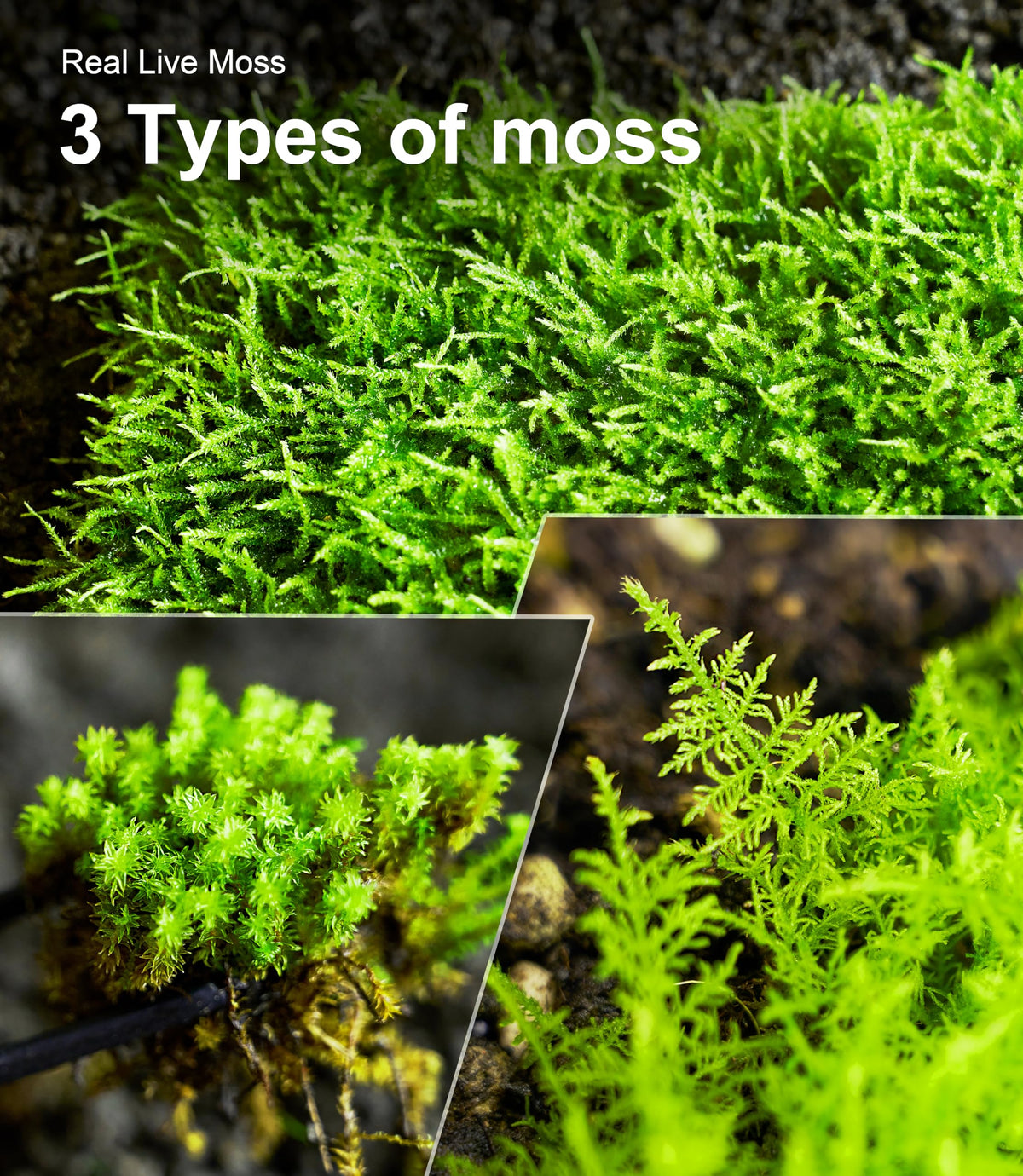 Live Moss Variety Pack for Reptiles– 3-Pack Mixed Real Terrarium Mosses (Each 3.5" x 7") – Live Sheet/Sphagnum Moss for Snake Gecko Turtle Frog Habitats, DIY Plant Décor – Fresh Reptiles Substrate